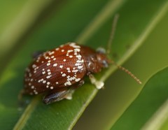 Asiophrida scaphoides