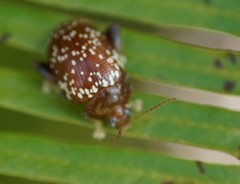 Asiophrida scaphoides