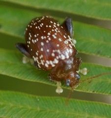 Asiophrida scaphoides