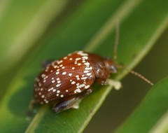 Asiophrida scaphoides