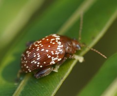 Asiophrida scaphoides