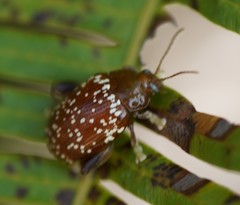 Asiophrida scaphoides