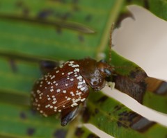 Asiophrida scaphoides