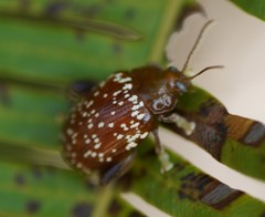 Asiophrida scaphoides