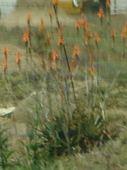 Aloe vanrooyenii