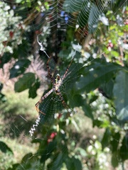 Argiope aemula