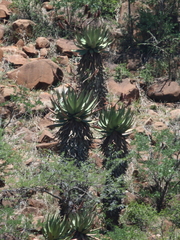 Aloe spectabilis