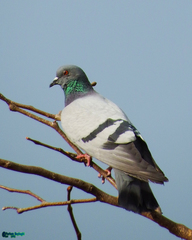 Columba livia