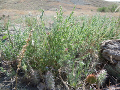 Lappula occidentalis cupulata