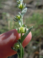 Lappula occidentalis cupulata