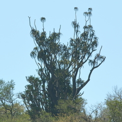 Aloidendron barberae
