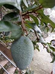 Ficus pumila awkeotsang