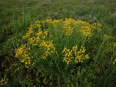 Senecio othonniflorus