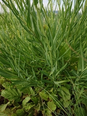 Senecio othonniflorus