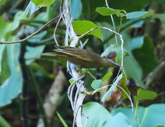 Oriolus phaeochromus