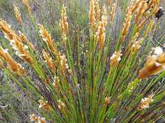 Elegia racemosa