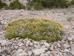 Linanthus caespitosus