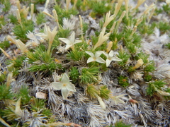 Linanthus caespitosus