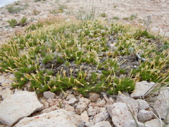Linanthus caespitosus