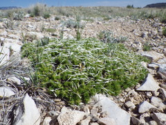 Linanthus caespitosus