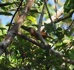 Pitohui cerviniventris