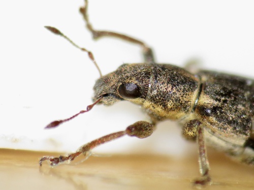 Sweetclover weevil photo 2