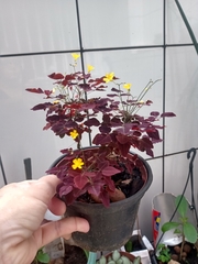 Oxalis hedysaroides