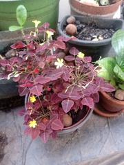Oxalis hedysaroides