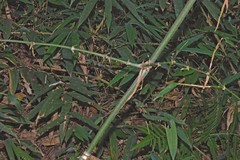 Guadua trinii
