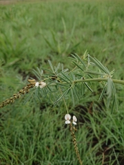 Indigofera zeyheri