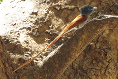 Terpsiphone viridis plumbeiceps