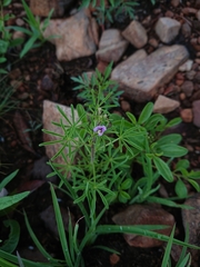 Cleome rubella