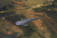Aplocheilus