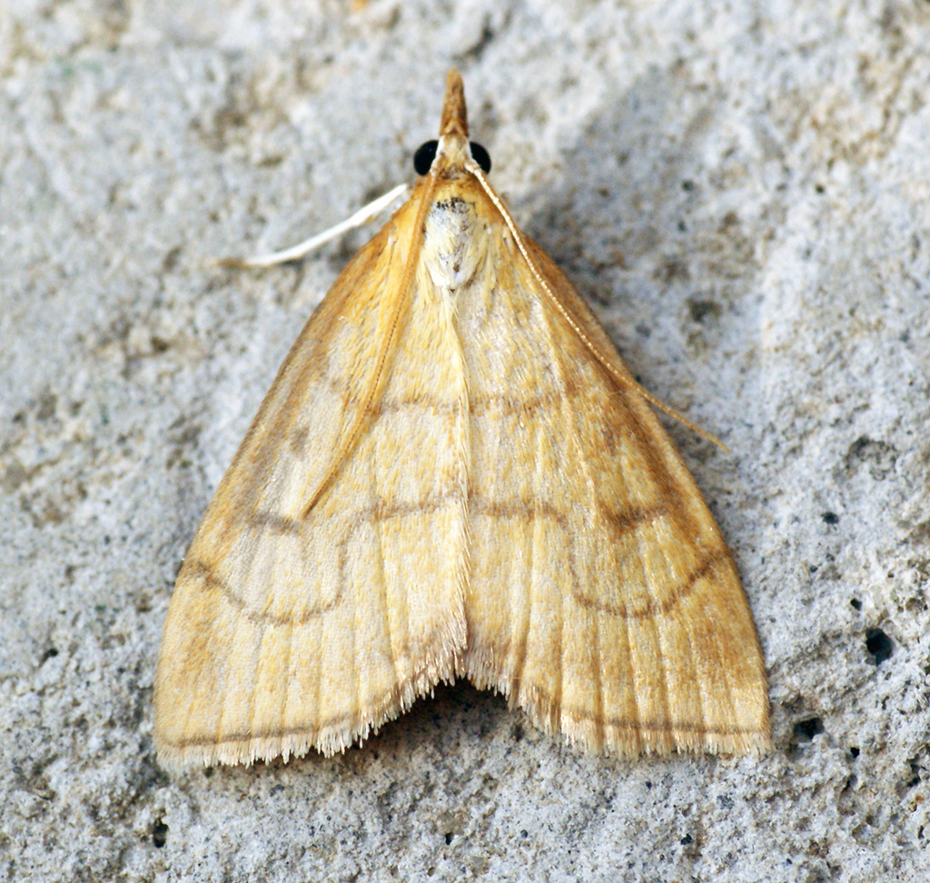 Ochreous Pearl