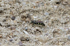 Bembecinus borneanus