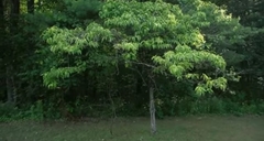 Cornus sericea sericea