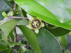 Passiflora sexocellata