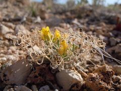Physaria spatulata