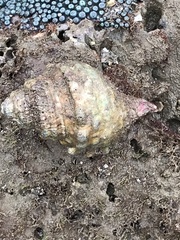 Tonnoidea