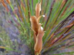 Elegia racemosa