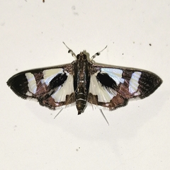 Desmia bajulalis