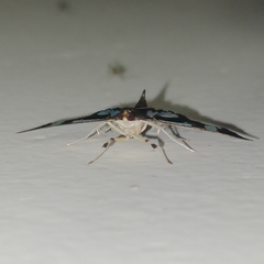 Desmia bajulalis