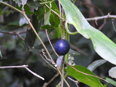 Passiflora sexocellata