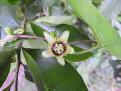 Passiflora sexocellata