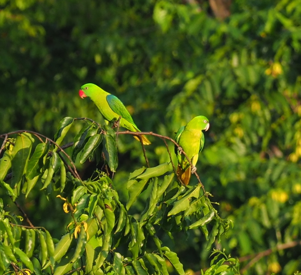 Blue-Backed Parrot