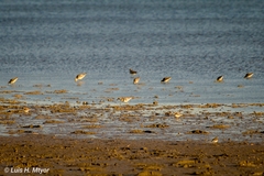 Charadrius semipalmatus