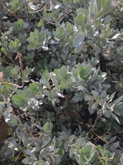 Conocarpus erectus sericeus