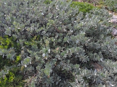 Conocarpus erectus sericeus