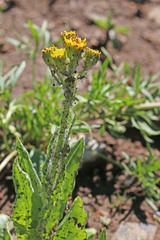 Senecio integerrimus exaltatus
