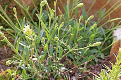 Silene douglasii douglasii